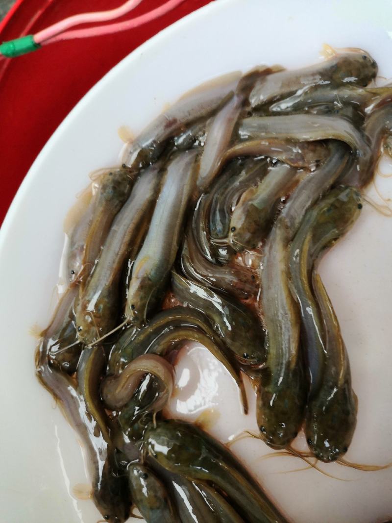 土塘鲺苗滑哥三黄土塘鲺品种有大小规格基地直销欢迎选购
