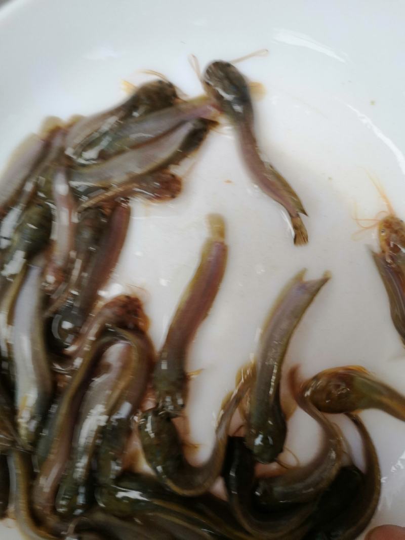 土塘鲺苗滑哥三黄土塘鲺品种有大小规格基地直销欢迎选购