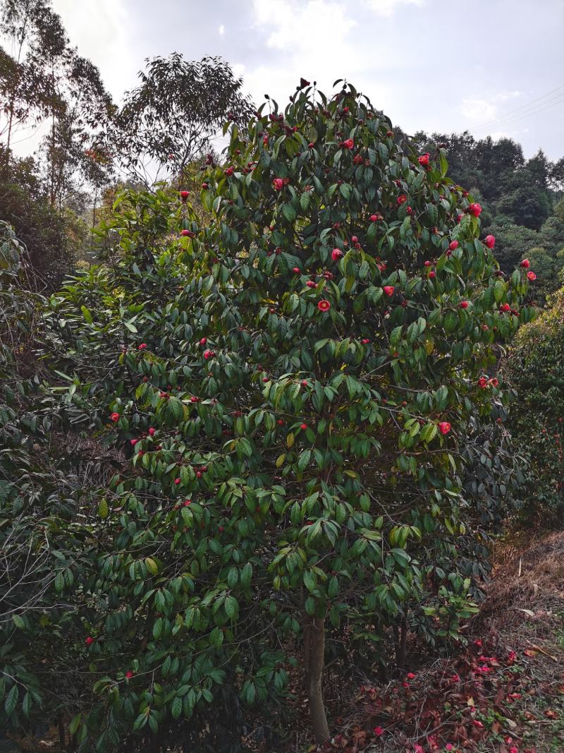 油茶苗油茶树红花油茶袋苗红花油茶树