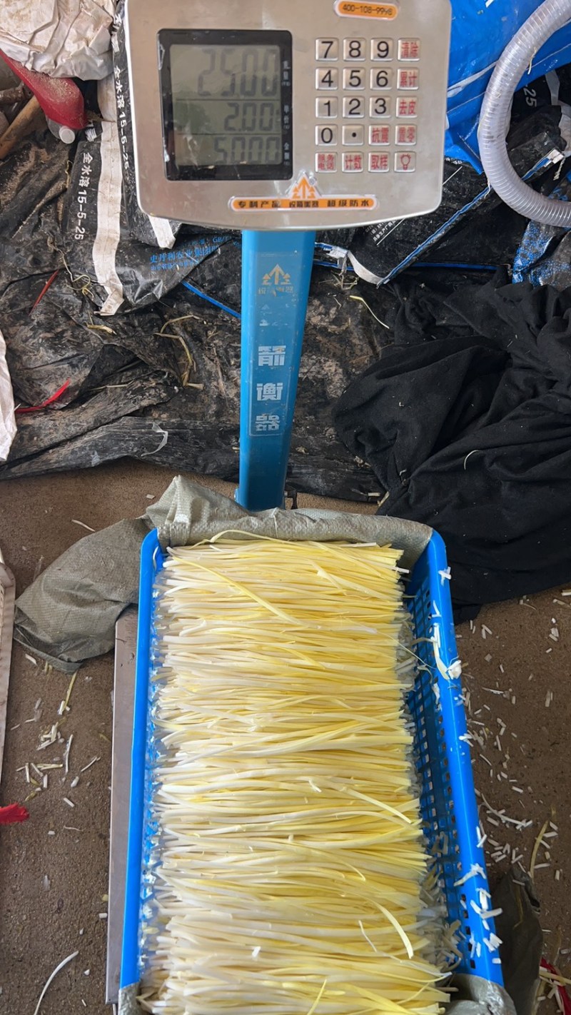 本地水洗韭黄常年供应现在韭黄田地300亩