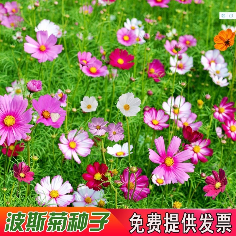 波斯菊种子，格桑花种子，七彩四季开花室外易活野花组合花卉