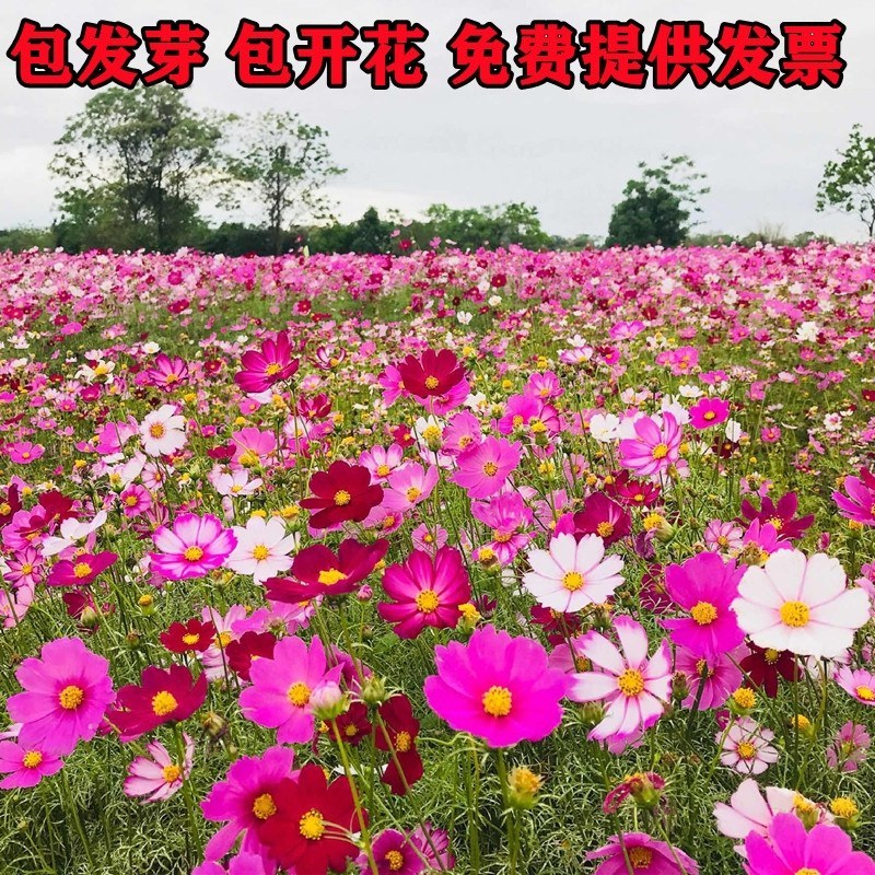 波斯菊种子，格桑花种子，七彩四季开花室外易活野花组合花卉