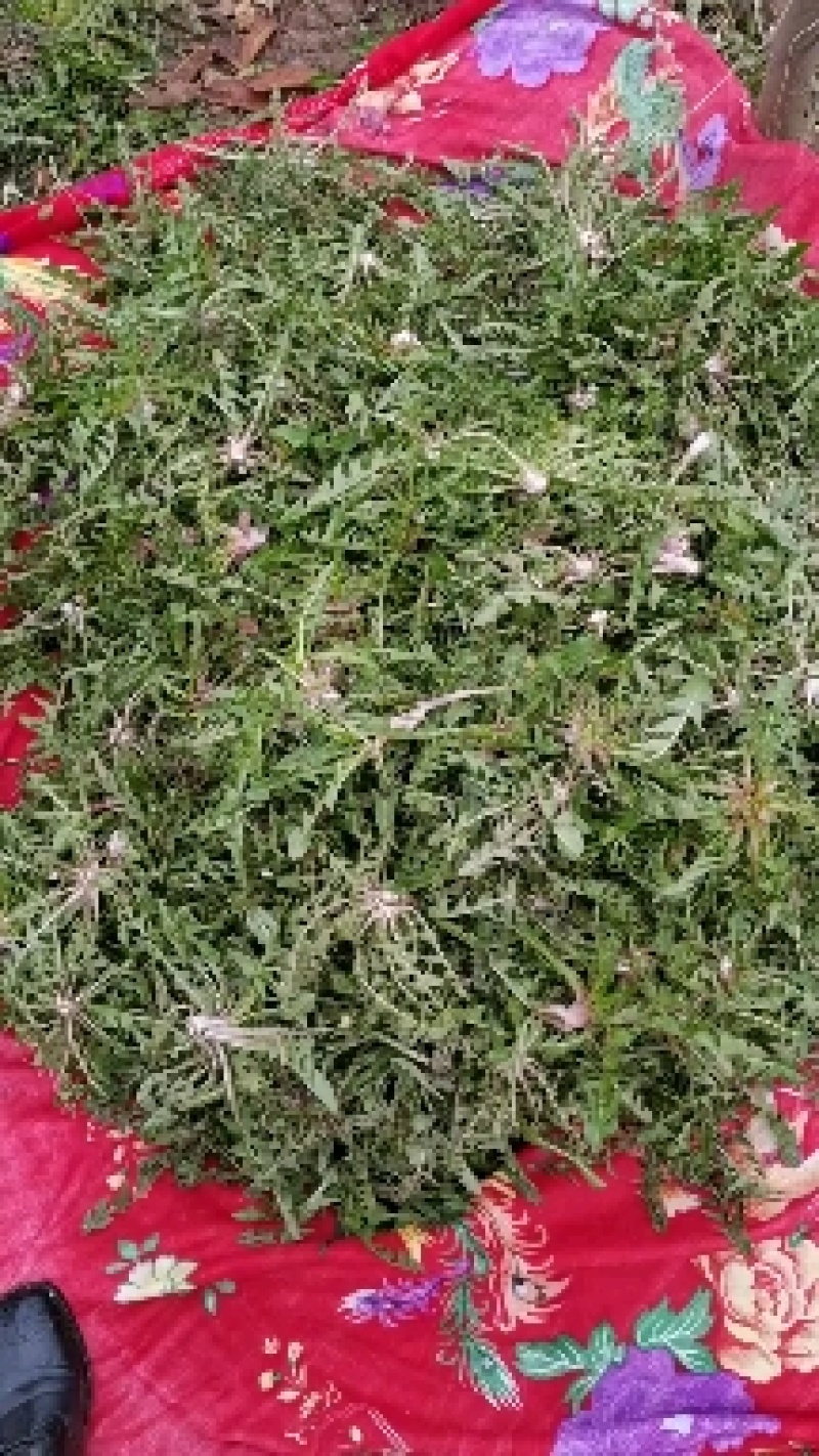 野生蒲公英大量现货上市……现采现卖……优质产品，…………