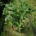 四季桂花盆栽花开香万家桂花球桂花苗苗树庄基地直批四季桂花