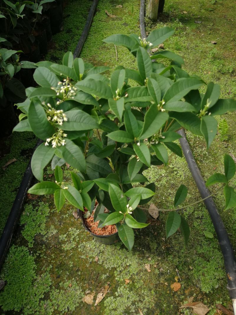 四季桂花盆栽花开香万家桂花球桂花苗苗树庄基地直批四季桂花