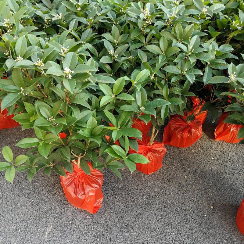 四季桂花盆栽花开香万家桂花球桂花苗苗树庄基地直批四季桂花