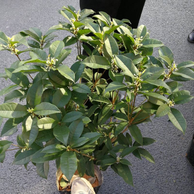 四季桂花盆栽花开香万家桂花球桂花苗苗树庄基地直批四季桂花