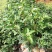 四季桂花盆栽花开香万家桂花球桂花苗苗树庄基地直批四季桂花