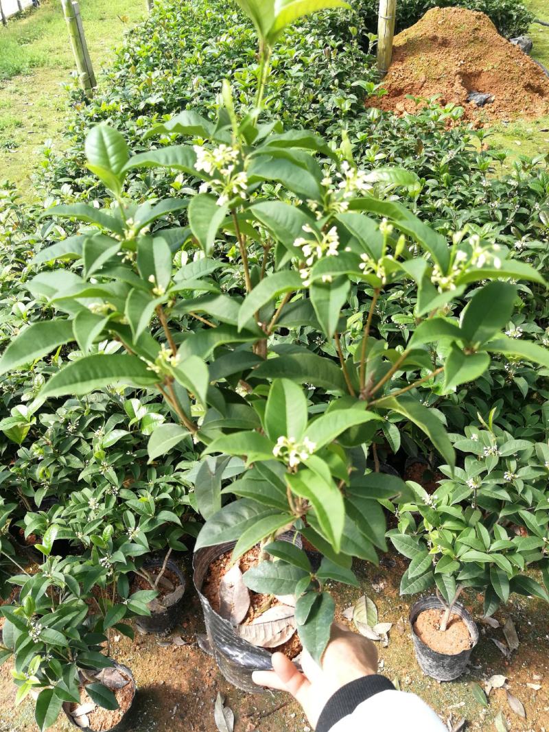 四季桂花盆栽花开香万家桂花球桂花苗苗树庄基地直批四季桂花