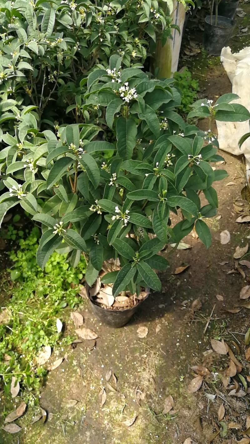 四季桂花盆栽花开香万家桂花球桂花苗苗树庄基地直批四季桂花