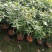 四季桂花盆栽花开香万家桂花球桂花苗苗树庄基地直批四季桂花
