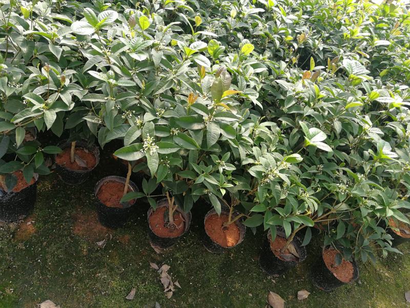 四季桂花盆栽花开香万家桂花球桂花苗苗树庄基地直批四季桂花