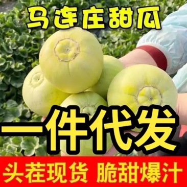 马连庄甜瓜！香瓜【一件代发】大量上市！好货破烂都有