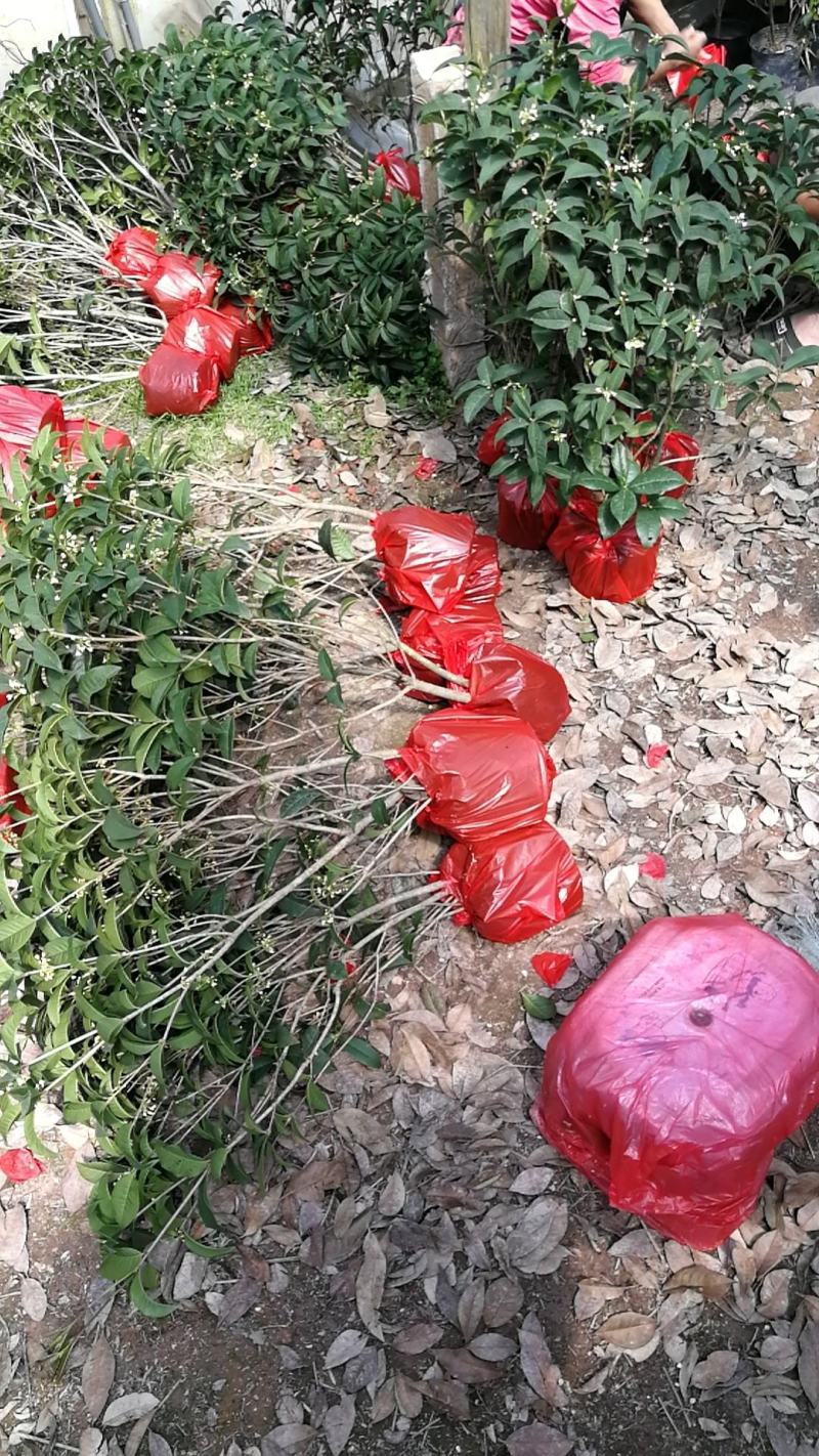 四季桂花盆栽花开香万家桂花球桂花苗苗树庄基地直批四季桂花