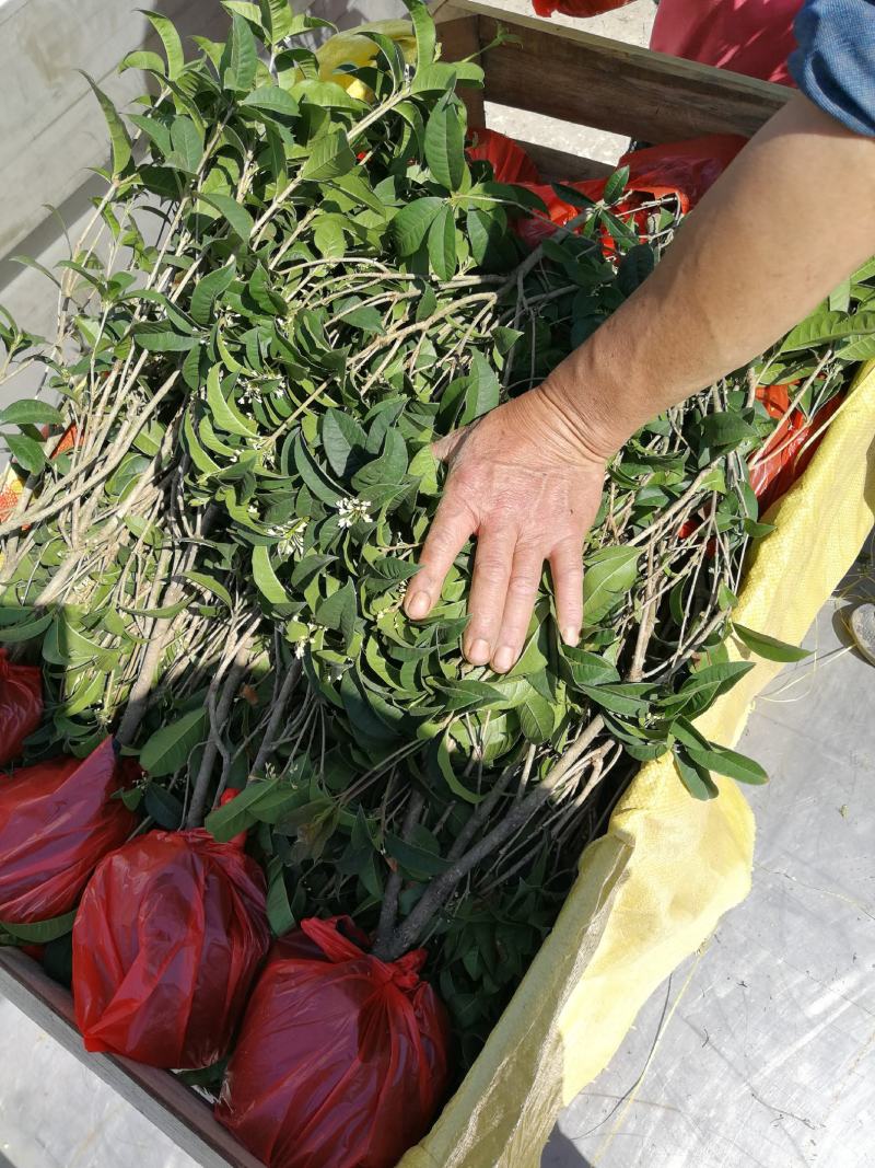 四季桂花盆栽花开香万家桂花球桂花苗苗树庄基地直批四季桂花