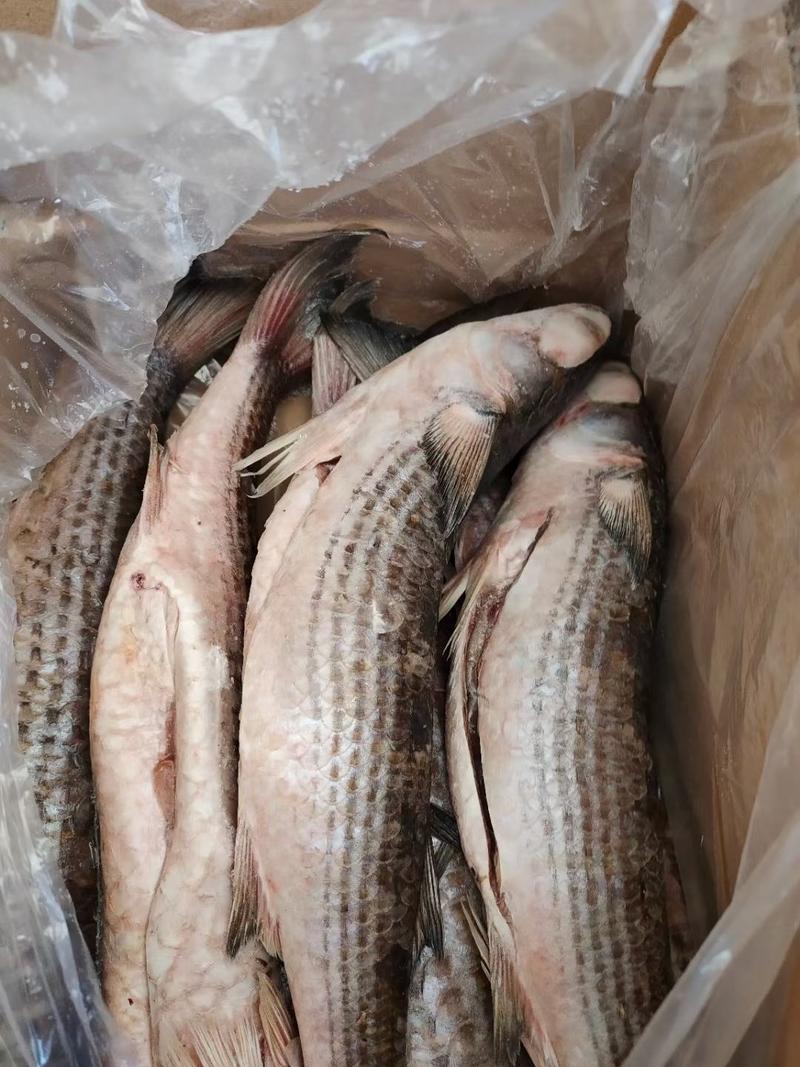鲻鱼，一箱19斤净鱼，大概6/8条，适合市场可以加工用