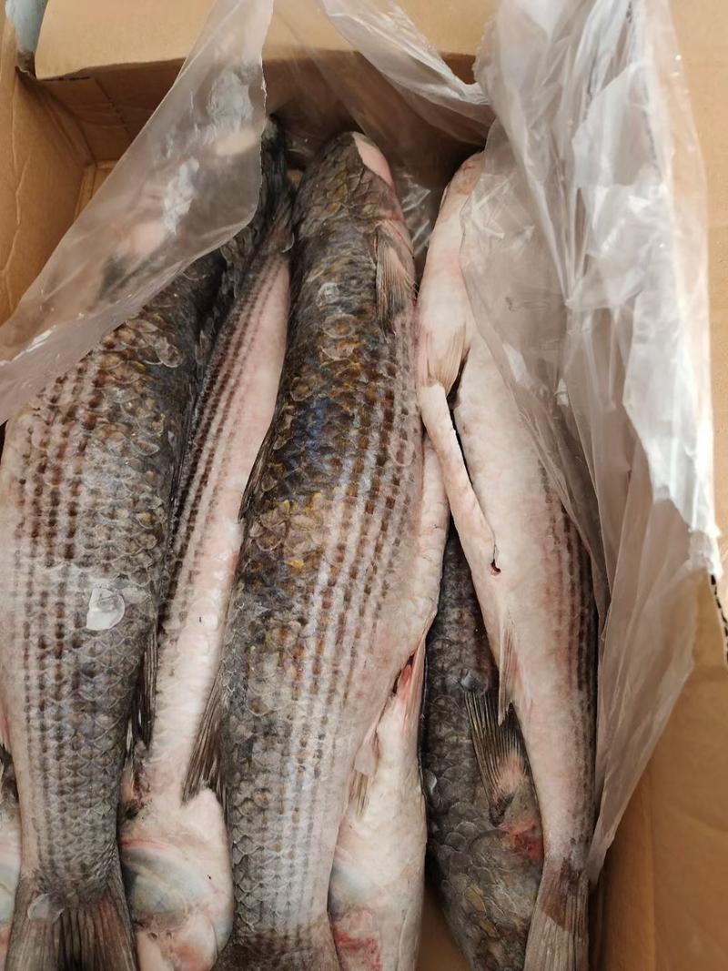 鲻鱼，一箱19斤净鱼，大概6/8条，适合市场可以加工用