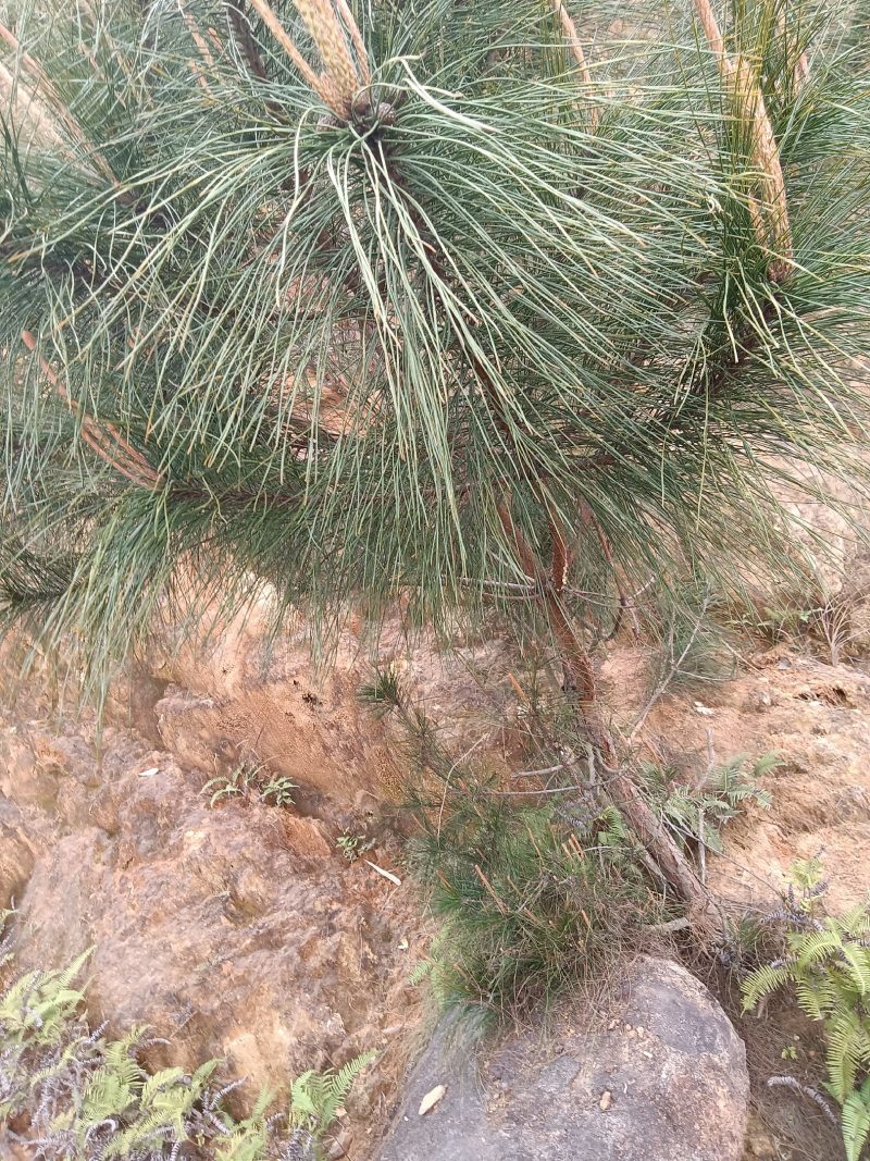 农家自育的黑松苗小苗种活率高10棵为—件包邮。