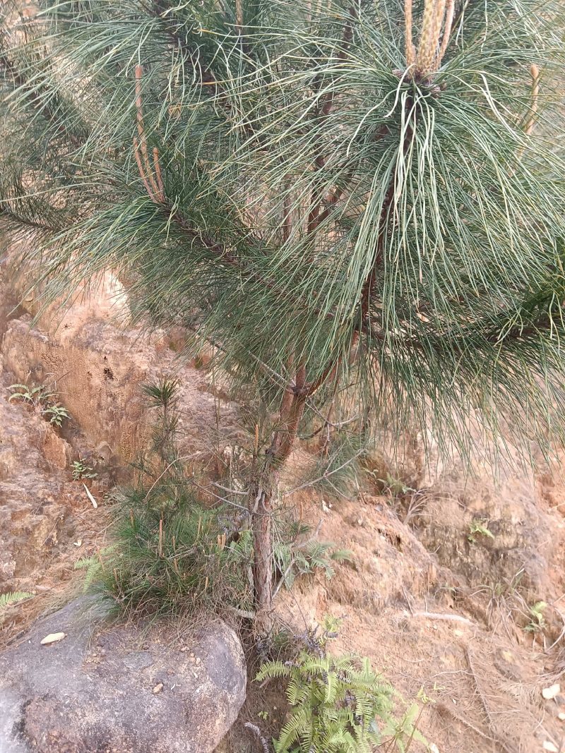 农家自育的黑松苗小苗种活率高10棵为—件包邮。