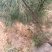农家自育的黑松苗小苗种活率高10棵为—件包邮。