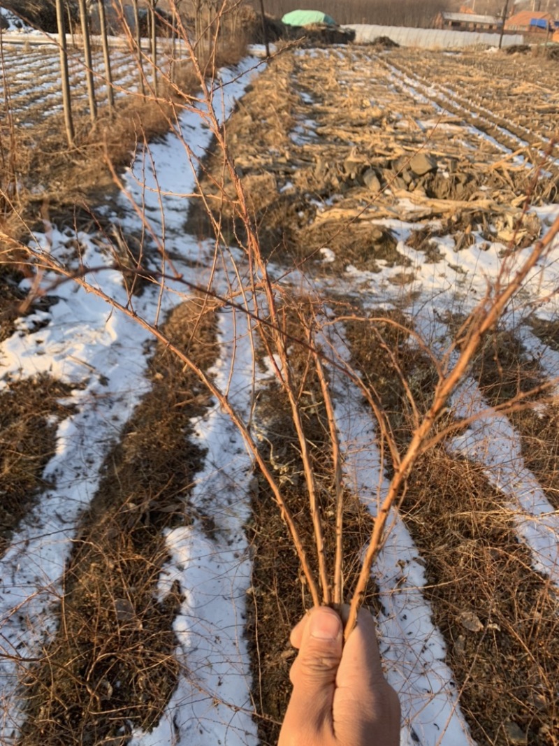 雪柳干枝/雪柳基地批发/东北雪柳花大量供应