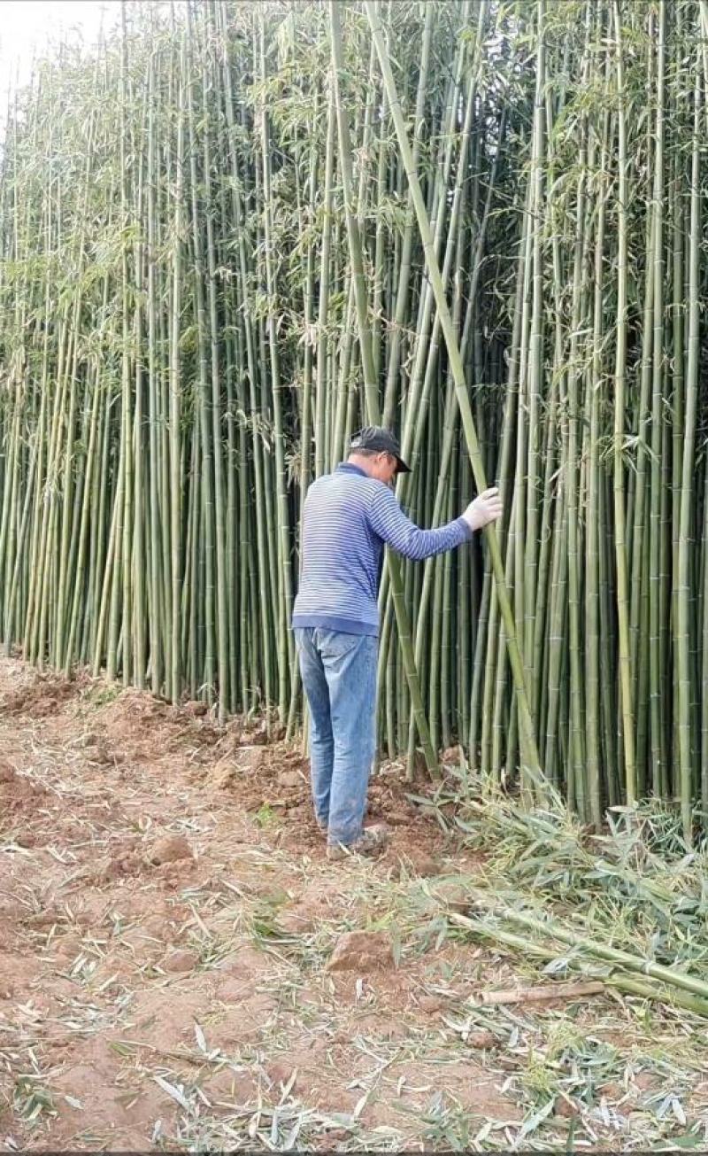 隆重推出几个不同品种不同规格的绿化竹苗苗