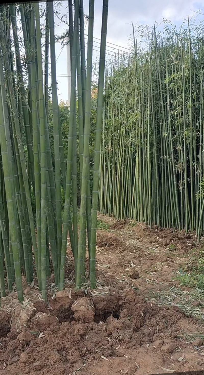 隆重推出几个不同品种不同规格的绿化竹苗苗