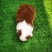 澳牧犬幼崽