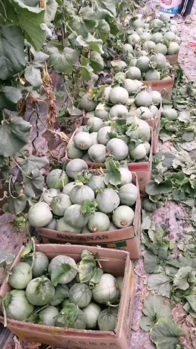 博洋系列:星甜二四，绿宝，花蕾脆甜可口产地现摘欢迎选购！
