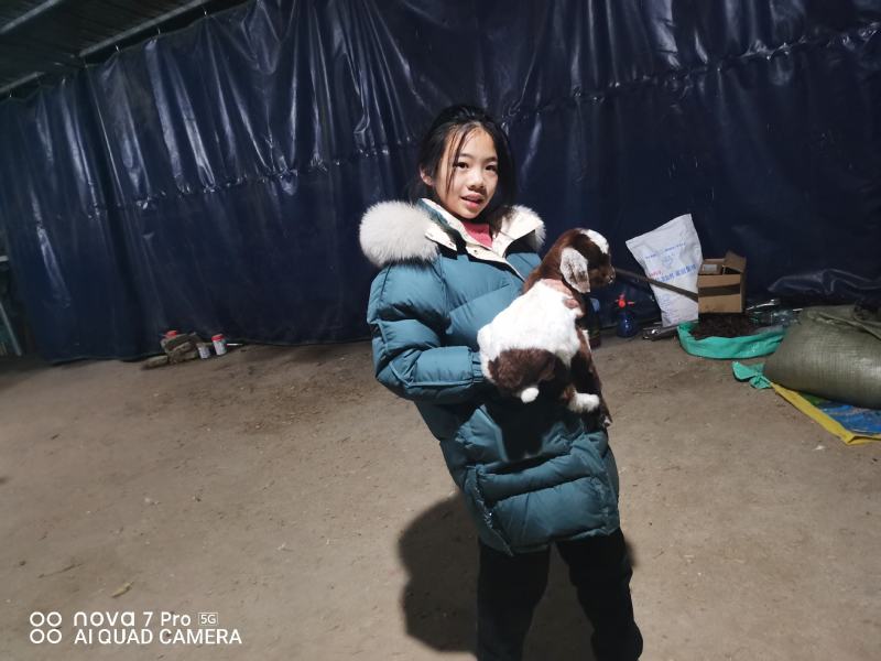 长年出售秸秆原料，山羊和胡羊！品种优良质优价廉，欢迎选购