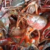 兴化启辰湖生态蟹塘小龙虾自产自消肉质饱满。