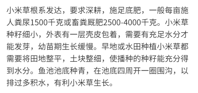 小米草种子，种子牧草种子生长快高产耐热耐寒种子批发