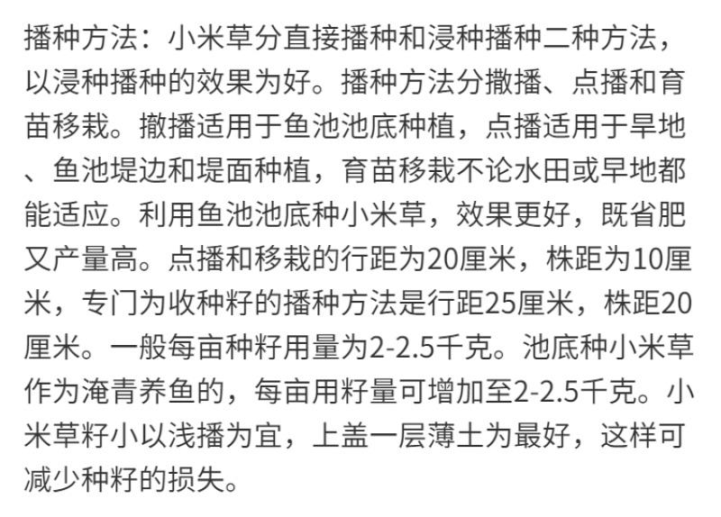 小米草种子，种子牧草种子生长快高产耐热耐寒种子批发