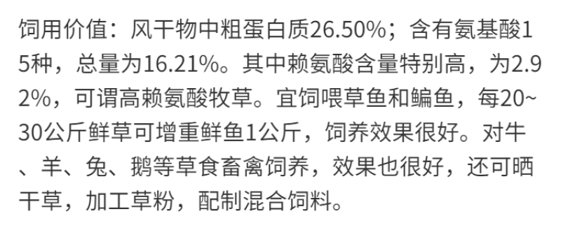 小米草种子，种子牧草种子生长快高产耐热耐寒种子批发