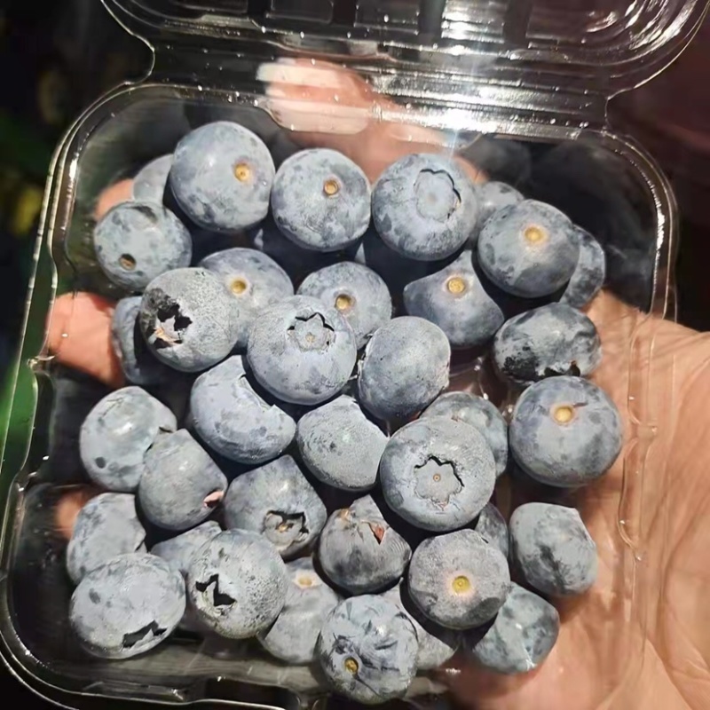 云南蓝莓大量上市，欢迎对接