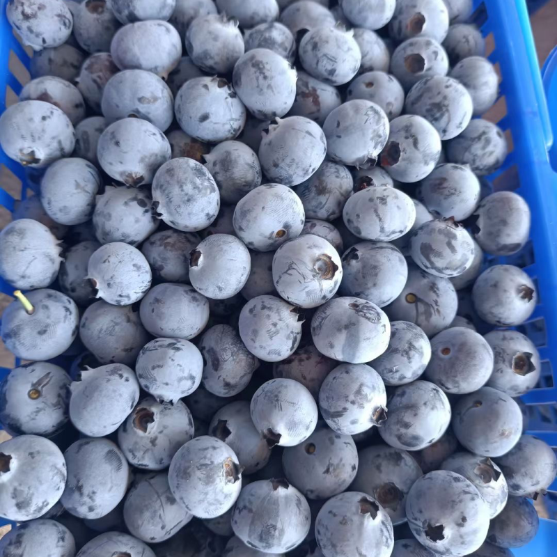 云南蓝莓大量上市，欢迎对接