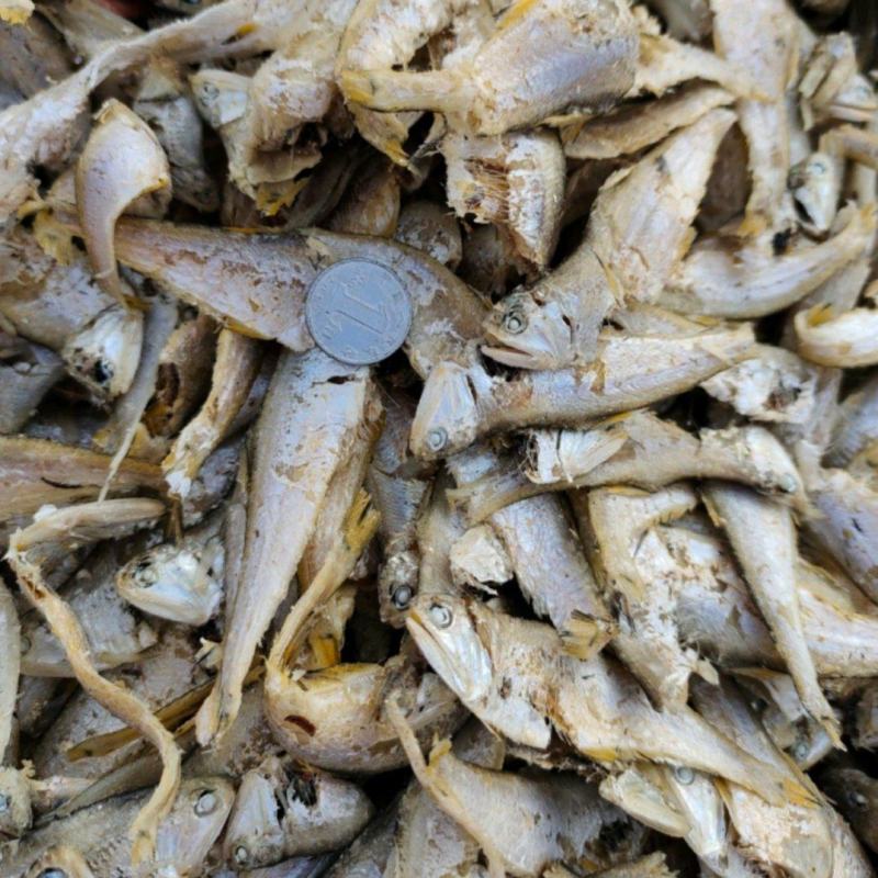 国宝鱼小马囗鱼熟的，不咸很香，下酒菜一手货源大量现货供应