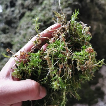 轮叶黑藻草芽、灯笼泡草籽、节节草芽孢