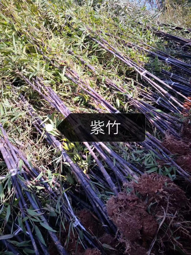 紫竹