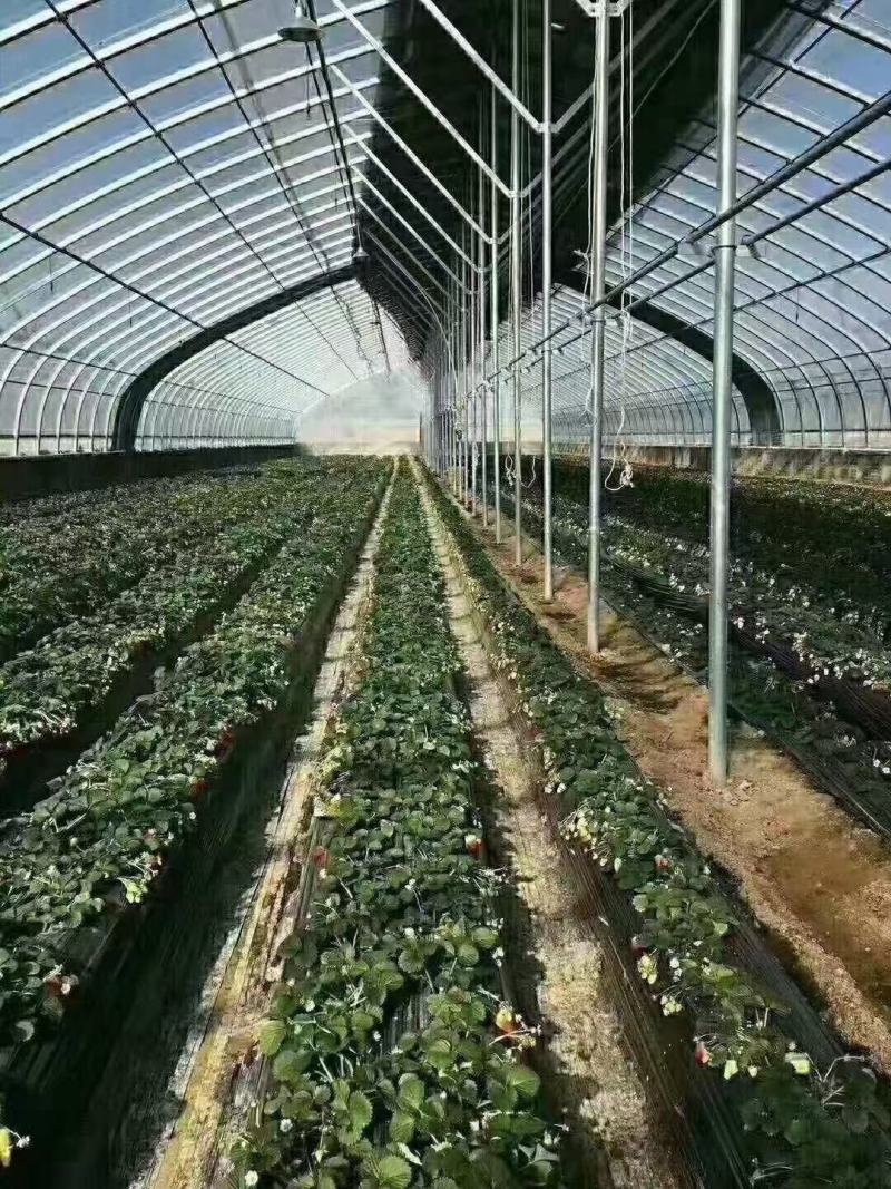 大棚钢管大棚管大棚骨架厂家直发价格优惠