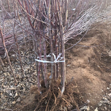 苹果树