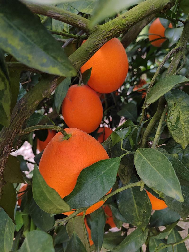 奉节脐橙代办高次一树果商品果二级果大量有货
