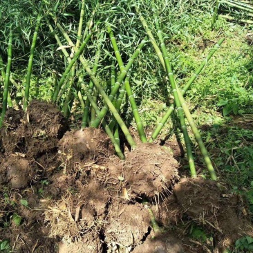 雷竹