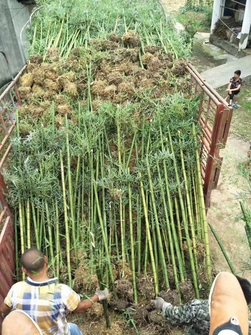 雷竹