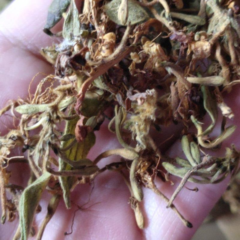 贵州野生藤型金银花有绒毛，可药用，泡茶微苦清香甘甜中药材