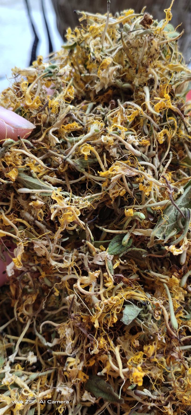 贵州野生藤型金银花有绒毛，可药用，泡茶微苦清香甘甜中药材