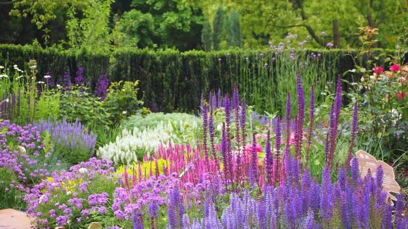 蓝紫色的浪漫自然风格花境植物蓝花鼠尾草（三色）现货供应