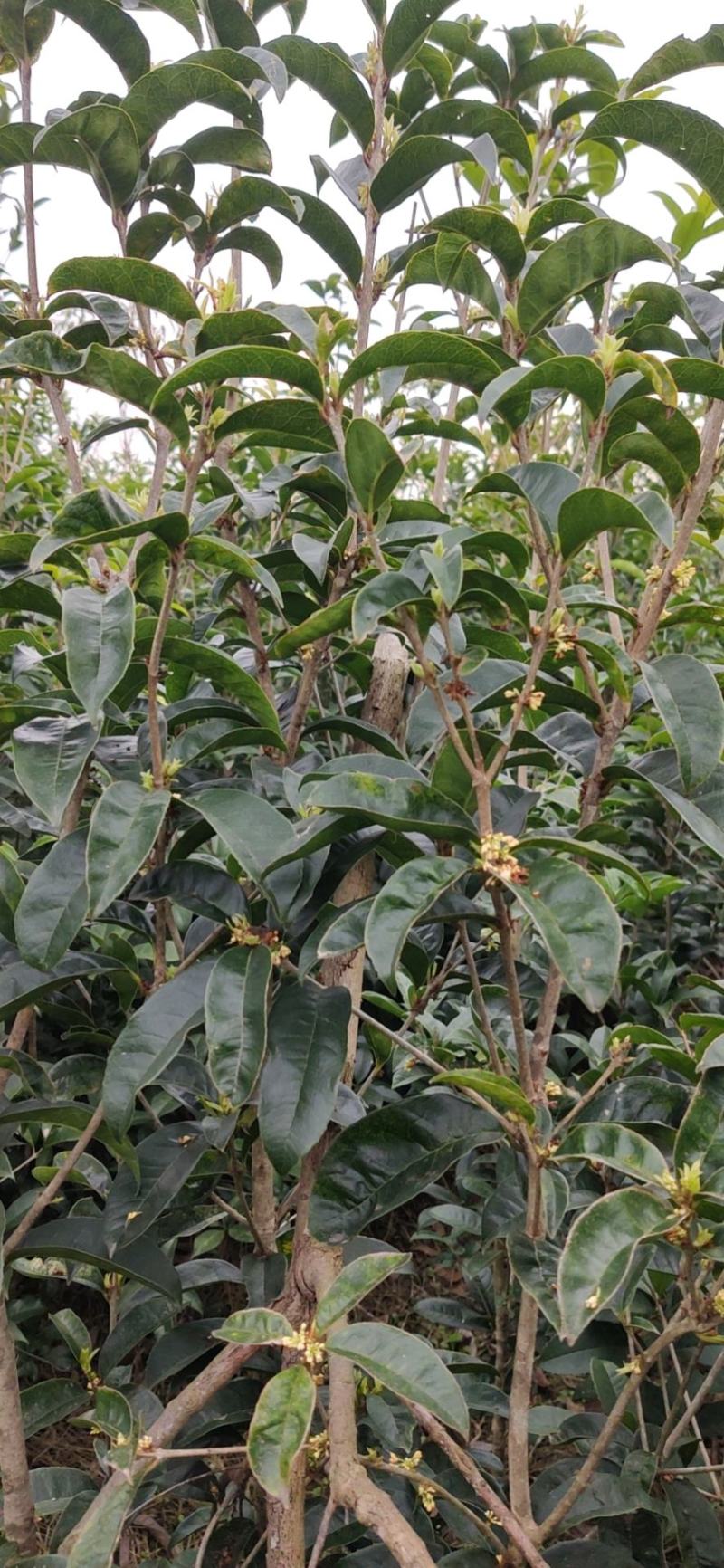 桂花树，货真价值，基地值供，欢迎实地考察