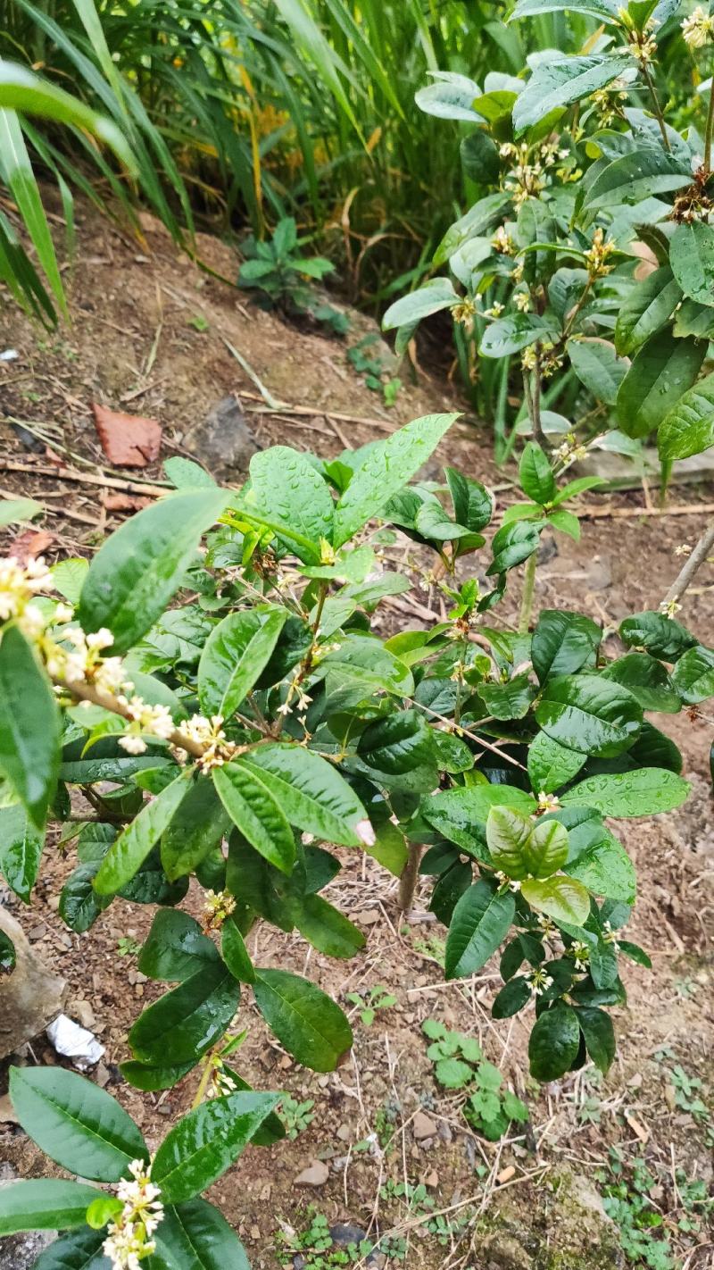 桂花树，货真价值，基地值供，欢迎实地考察