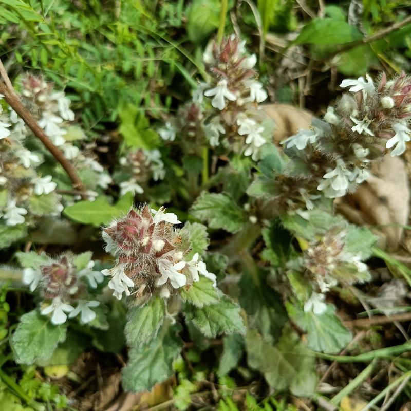 白毛夏枯草金疮小草雪里青白头翁草